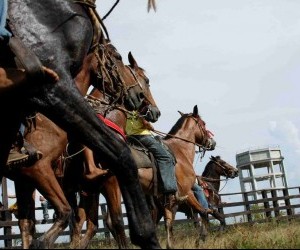 Festival Internacional de la Cachama Torneo de Coleo Fuente puerto gaitan meta gov co