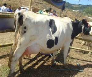 Feria de Exposición Pecuaria y Agroindustrial Catama.  Fuente: diariocentinela .com